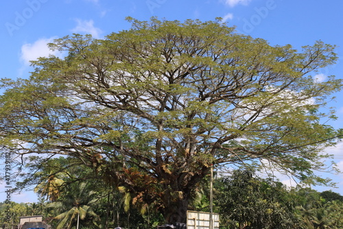 Large tree under blue sky
