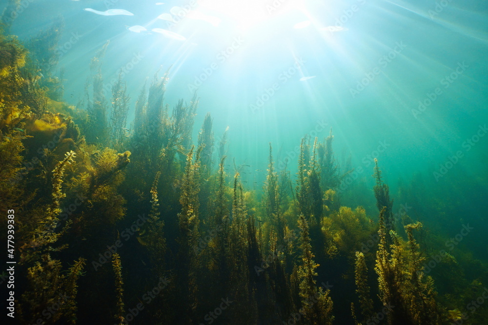Underwater seascape natural sunlight and algae in the ocean, (mostly brown seaweed Sargassum muticum) Eastern Atlantic, Spain, Galicia - obrazy, fototapety, plakaty 