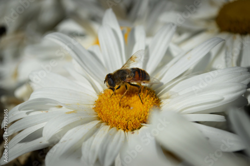 A honey bee collects pollen on a large yellow and white daisy flower