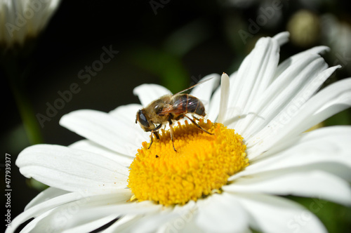 A honey bee collects pollen on a large yellow and white daisy flower