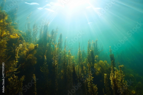 Fototapeta Underwater seascape natural sunlight and algae in the ocean, (mostly brown seawe