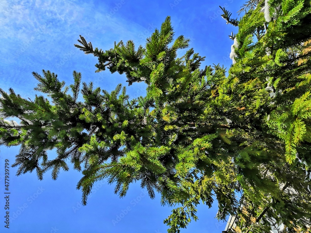 branches of coniferous trees against the blue sky branches of coniferous trees against the blue sky