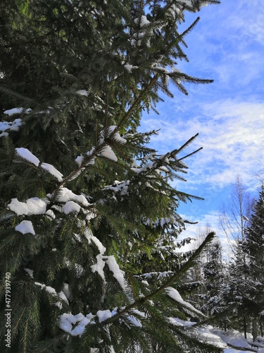 the green branches of a coniferous tree in winter are covered with white snow in the winter forest