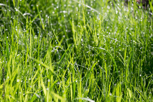 Dew on the grass in the early morning. reflections of sunlight in the drops