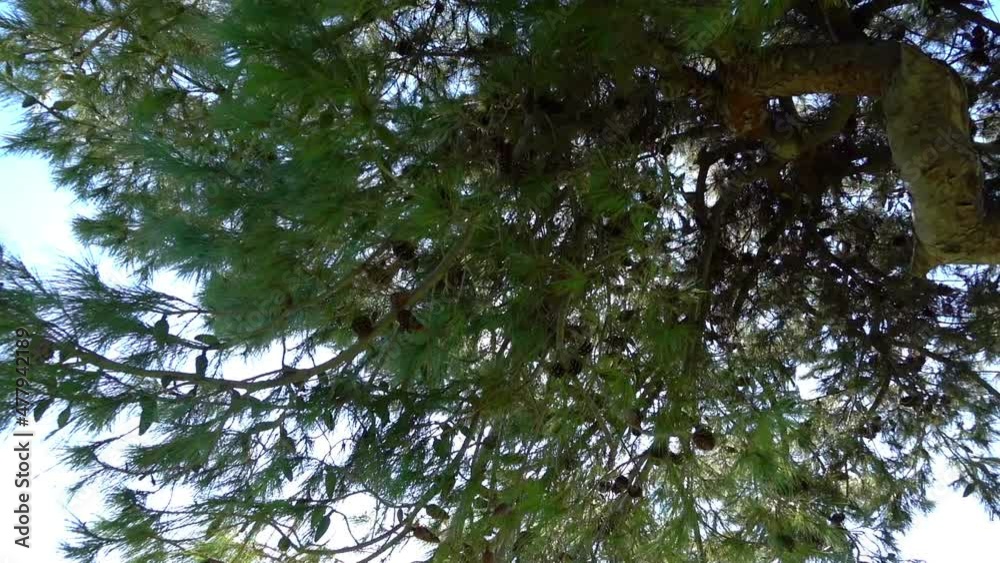 Walking under trees in California in slow motion 120fps Walking under trees in California in slow motion 120fps