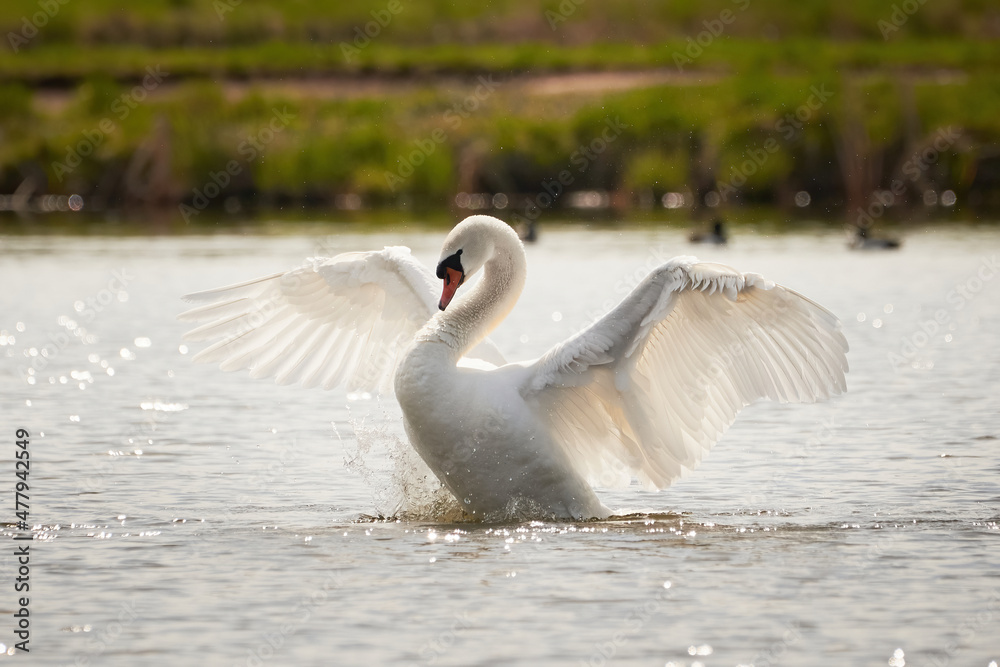 Fototapeta premium Mute swan flapping wings (Cygnus olor). Bird flapping wings