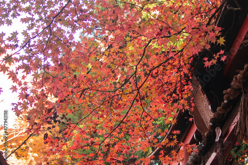 Autumn colors of maple tree cover the sky. This is a gate of shrine. 