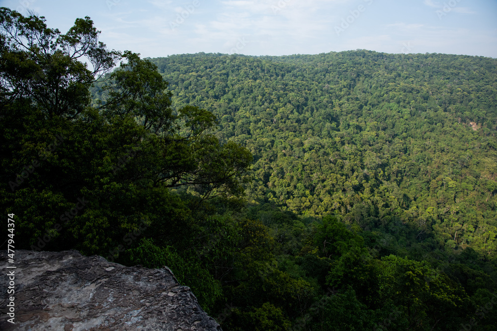 forest in the mountains