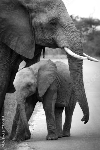 Touching Black and White Picture of Baby Elephant in Poignant Pose With Its Mother
