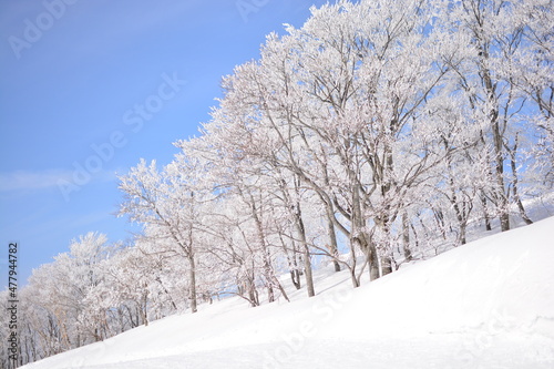 枯れ木に積もる雪化粧 © 貴弘 八木