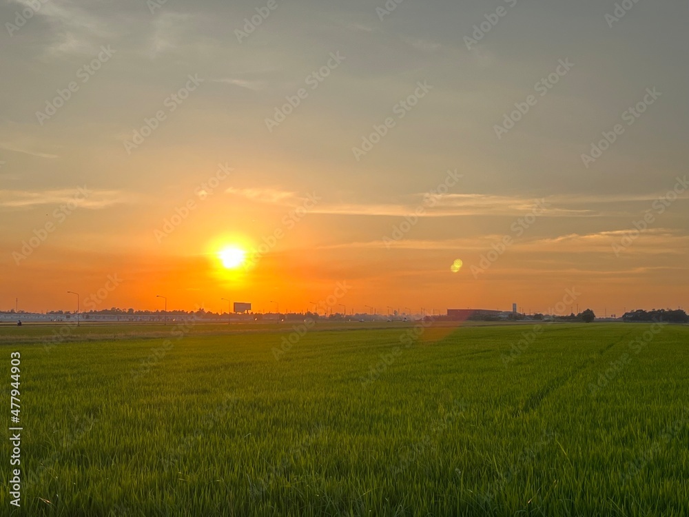 sunset scenery, wheat fields, Meadow field or Green Terraced Rice Field in Asia Thailand . Freedom Refreshed grass cold weather Feeling in garden Joyful at times of morning . beautiful day concept.