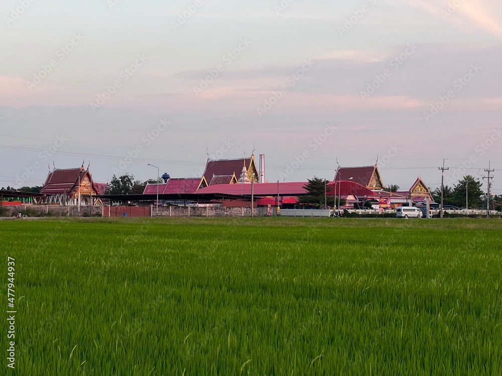 sunset scenery, wheat fields, Meadow field or Green Terraced Rice Field in Asia Thailand . Freedom Refreshed grass cold weather Feeling in garden Joyful at times of morning . beautiful day concept. sunset scenery, wheat fields, Meadow field or Green Terraced Rice Field in Asia Thailand . Freedom Refreshed grass cold weather Feeling in garden Joyful at times of morning . beautiful day concept.