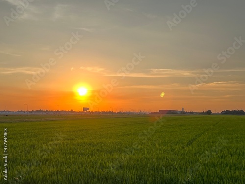 sunset scenery  wheat fields  Meadow field or Green Terraced Rice Field in Asia Thailand . Freedom Refreshed grass cold weather Feeling in garden Joyful at times of morning . beautiful day concept.