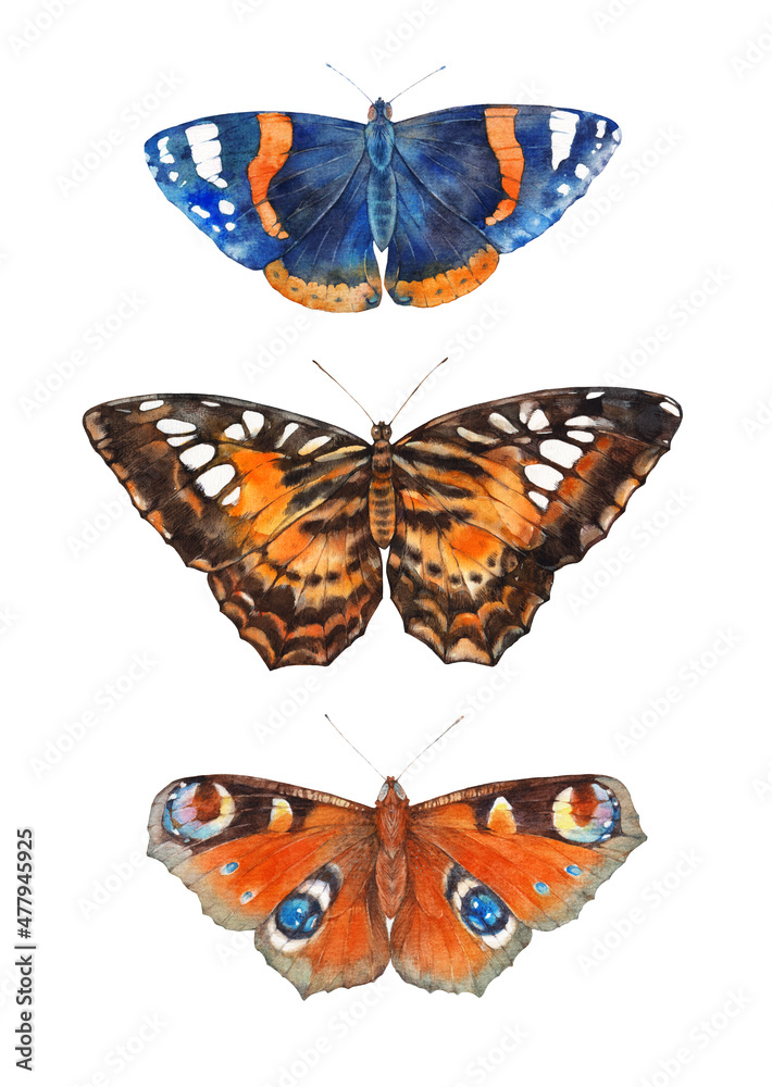 Obraz premium Butterflies. Watercolor illustration on white background.