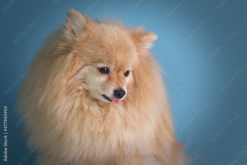 Sad pensive unhappy Pomeranian Spitz dog, cute small frustrated lonely puppy on blue background looking down Sad pensive unhappy Pomeranian Spitz dog, cute small frustrated lonely puppy on blue background looking down