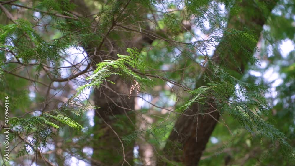 Hinoki cypress forest in the mountain Hinoki cypress forest in the mountain