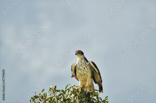  Vögel im Nationalpark Tsavo Ost, Tsavo West und Amboseli in Kenia photo