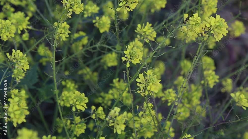 yellow spring flowers against a blurred background. Spring blooming tree yellow spring flowers against a blurred background. Spring blooming tree
