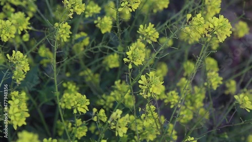 yellow spring flowers against a blurred background. Spring blooming tree