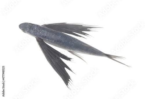 Fresh raw tropical flying fish isolated on white background, top view