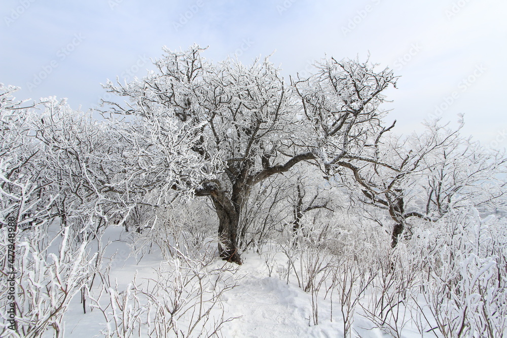Snow Scenery of Balwangsan Mountain, Pyeongchang-gun, Gangwon-do