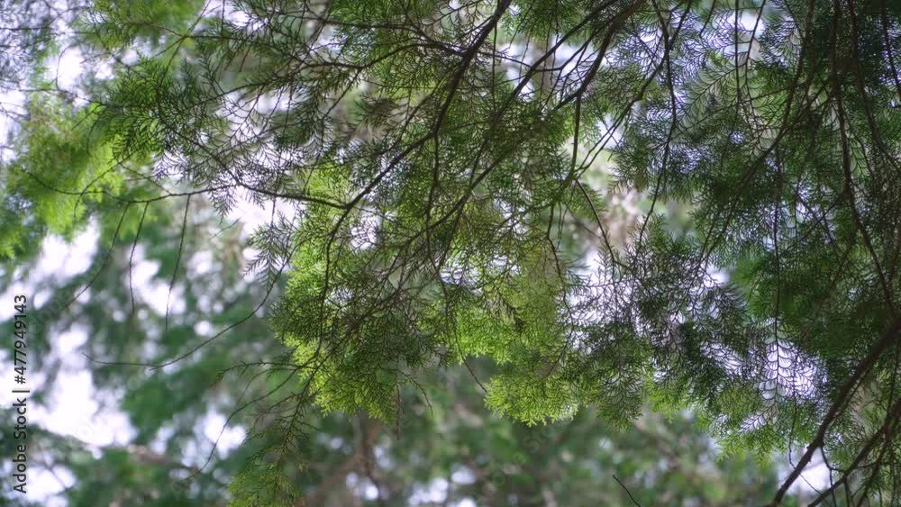 Hinoki cypress forest in the mountain Hinoki cypress forest in the mountain