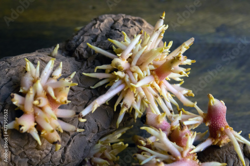 Shriveled sprouted potatoes with lush bunches of young roots close up