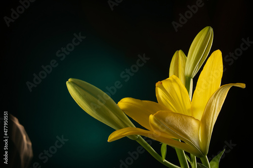 Beautiful yellow blooming lilly flower with buds isolated on dark green background with light spot