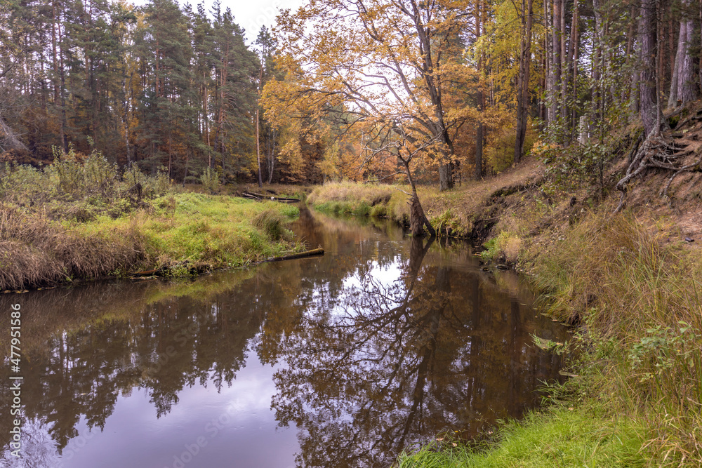 Autumn landscape with a small forest river. Cloudy weather in the forest Idyllic autumn landscape. Clean nature, ecology, seasons, environmental protection. Atmospheric and peaceful landscape Autumn landscape with a small forest river. Cloudy weather in the forest Idyllic autumn landscape. Clean nature, ecology, seasons, environmental protection. Atmospheric and peaceful landscape