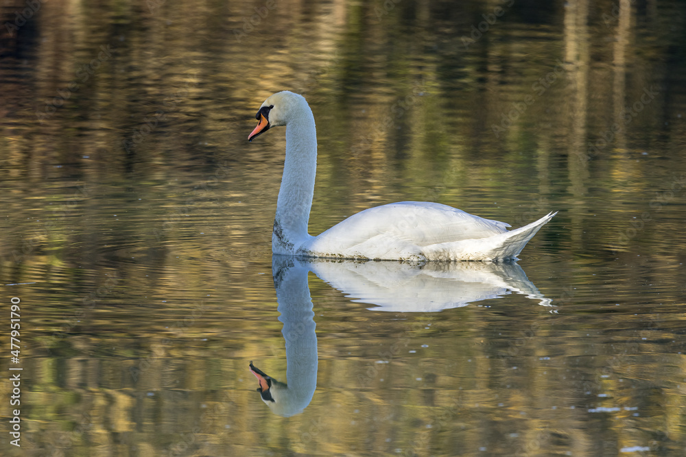 Fototapeta premium Reflection of a reticulated swan on a calm water body