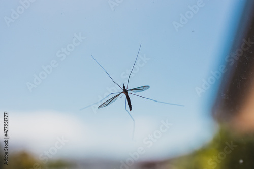 crane fly on window with blue sky and houses in the background