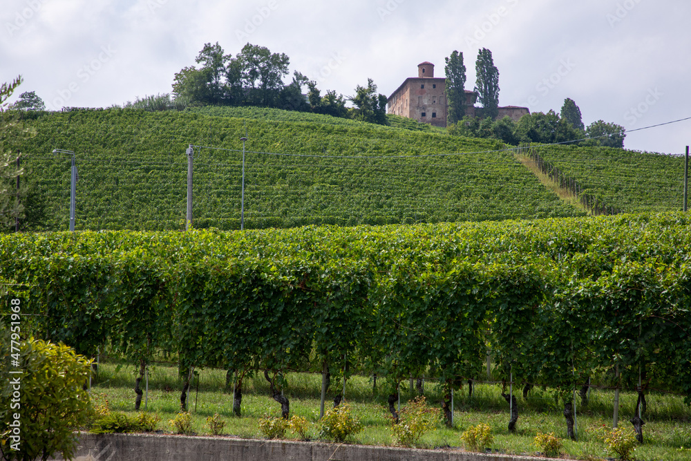 Langhe - Piemonte