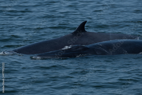 bryde's whale in gulf of thailand