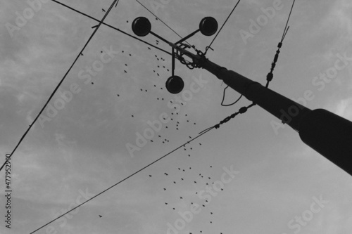 Fototapeta Urban light pole wight birds in the sky
