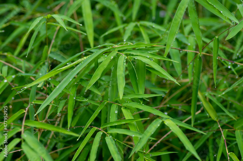 Bamboo leaves after raining for natural background