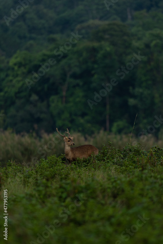 Fototapeta Naklejka Na Ścianę i Meble -  hog deer in forest