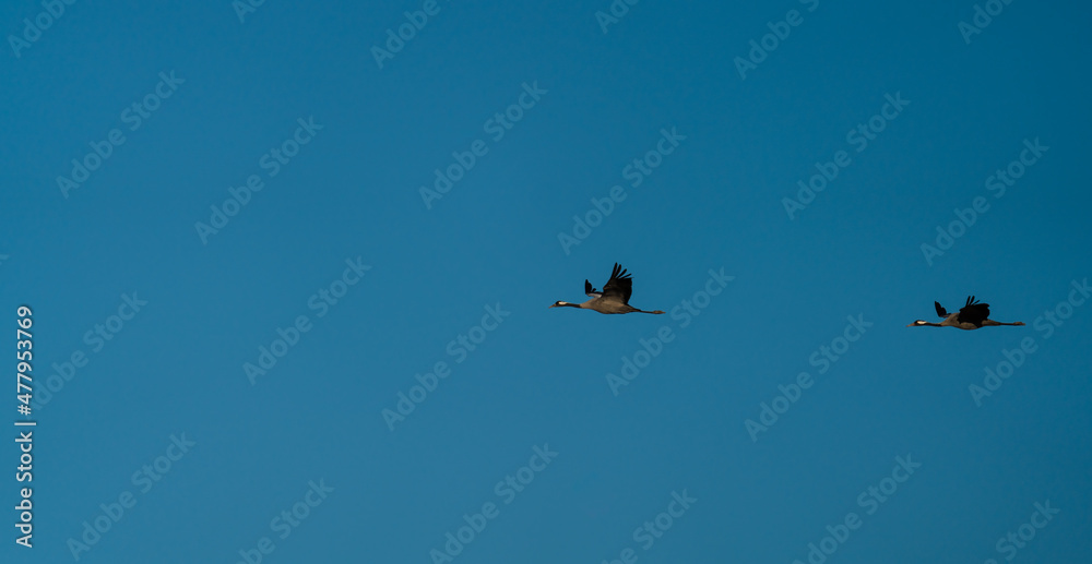 Two cranes flying in formation over blue sky Two cranes flying in formation over blue sky
