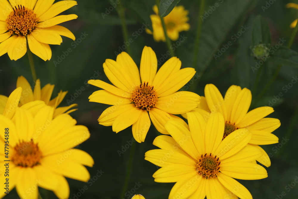 Fototapeta premium 初夏の庭に咲く黄色いヒメヒマワリの花