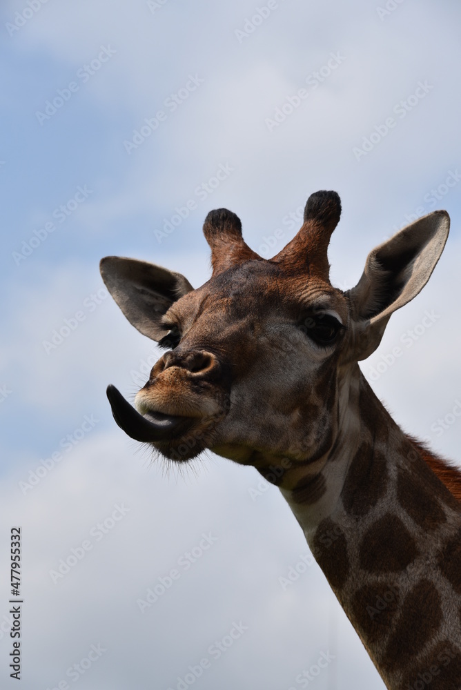 Giraffe streckt Zunge heraus