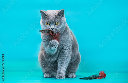 British shorthair cat posing in blue studio background.