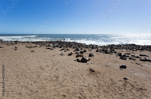 Photo of cape cross seal colony © mauriziobiso