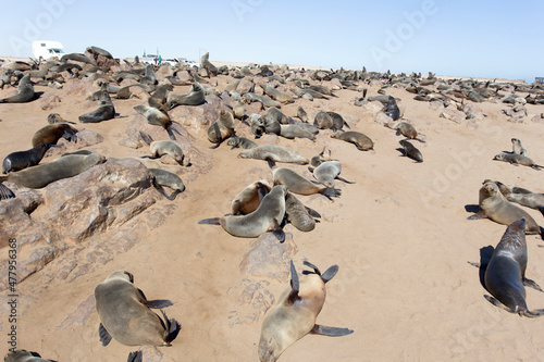 Photo of cape cross seal colony