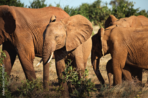 Group of elephants at Tsavo Safari Park in Africa  Kenya