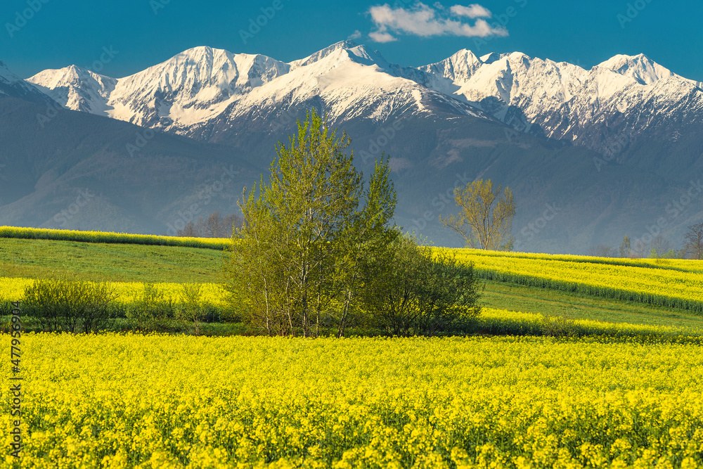 Wonderful flowered rapeseed field with snowy mountains, Carpathians, Transylvania, Romania