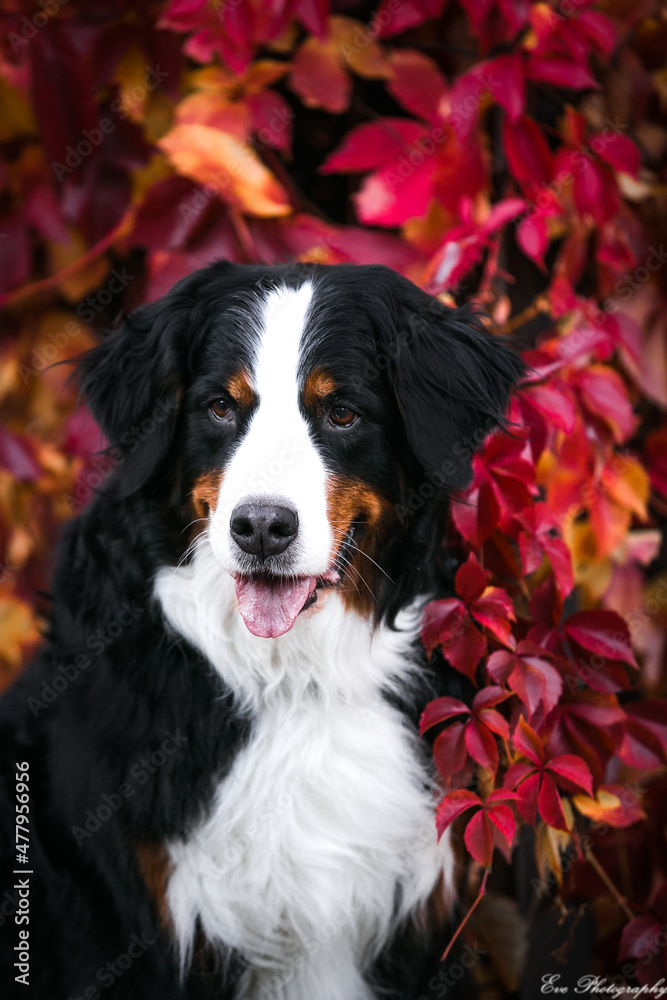 Bernese mountain dog in beautiful autumn background. Red beautiful autumn falls.