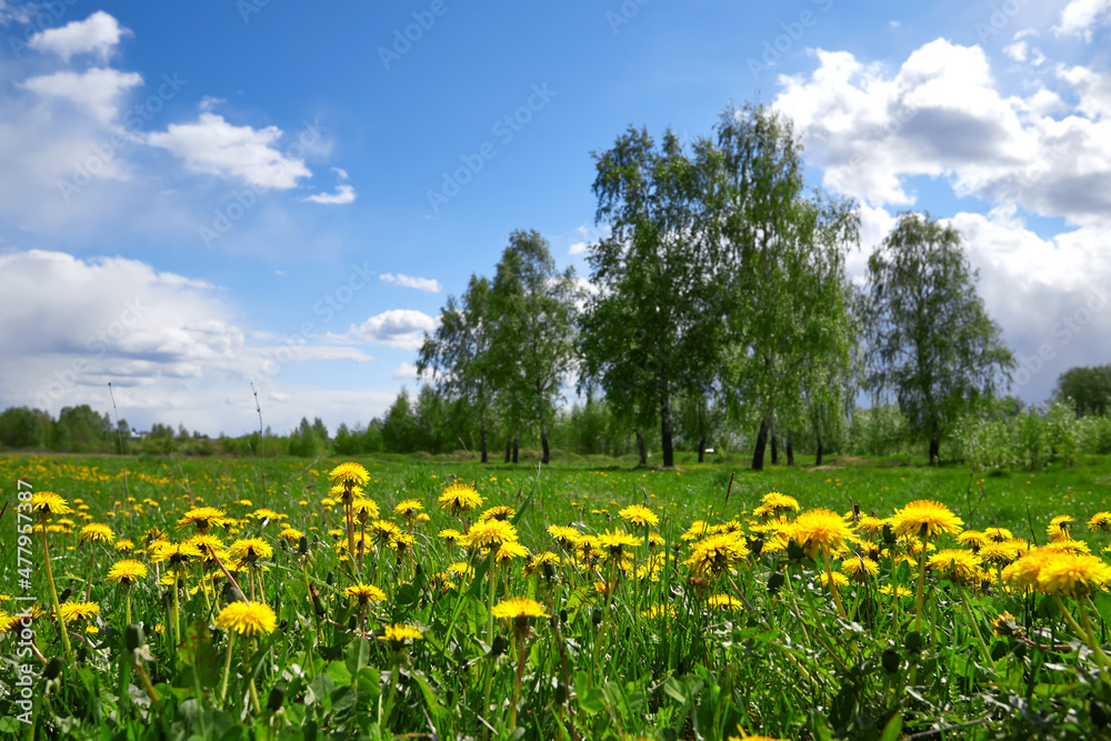 Fototapeta premium Meadow of yellow dandelions against the blue sky in sunny spring day.