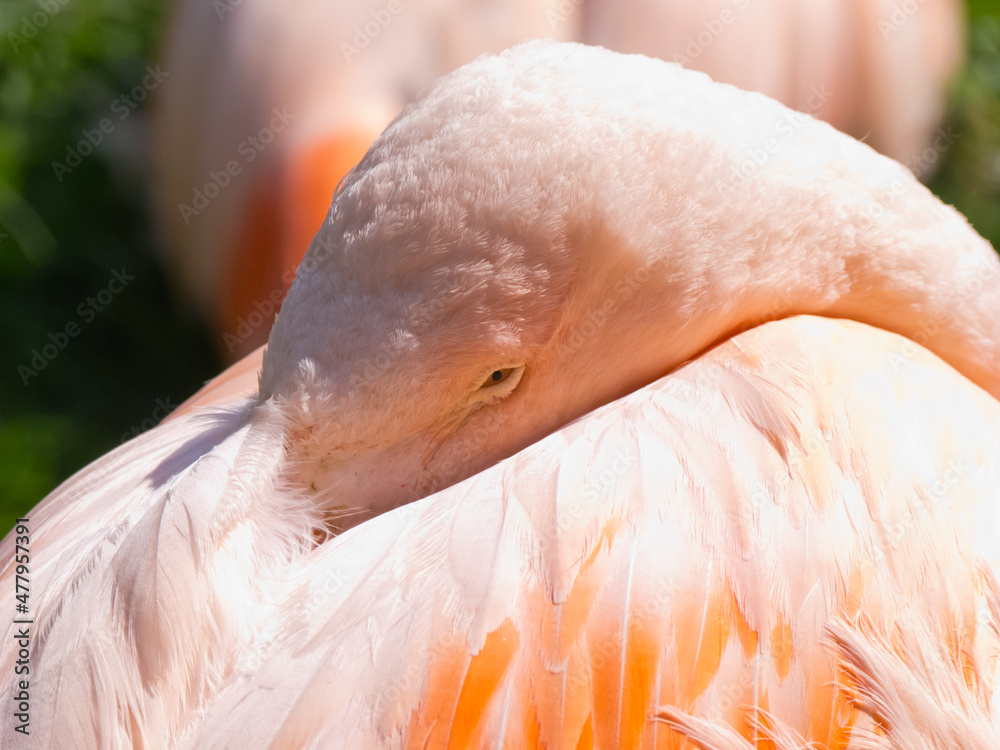 Fototapeta premium Flamingo