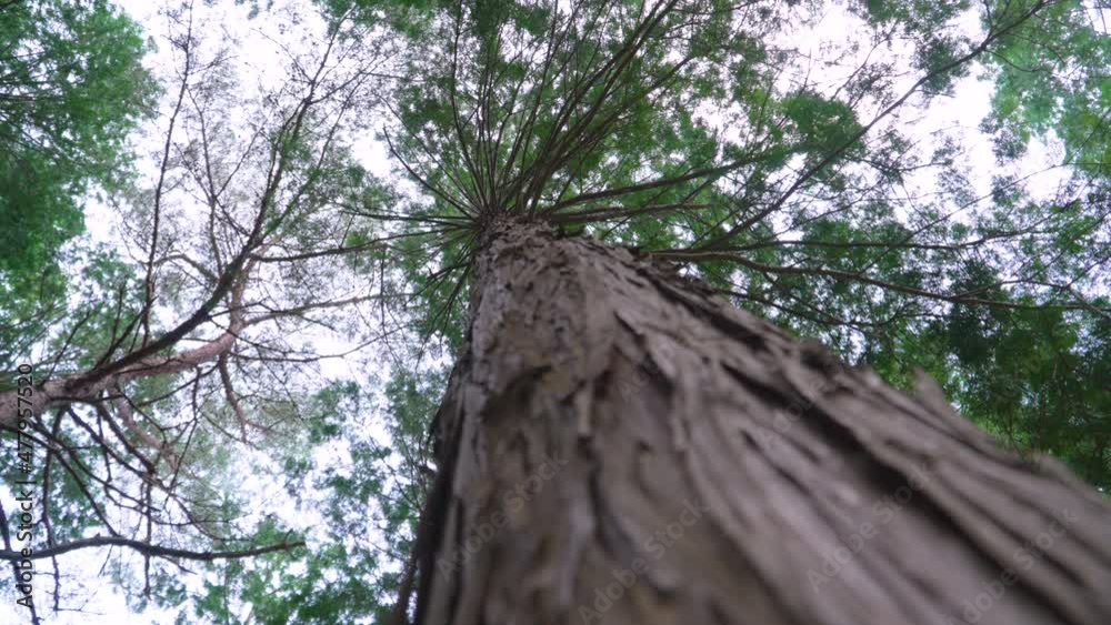 Hinoki cypress forest in the mountain Hinoki cypress forest in the mountain