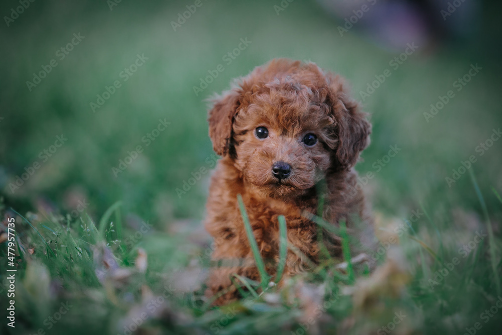 Beautiful red poodle in the colorful autumn. Dog in gold park. Toy poodle puppy Beautiful red poodle in the colorful autumn. Dog in gold park. Toy poodle puppy