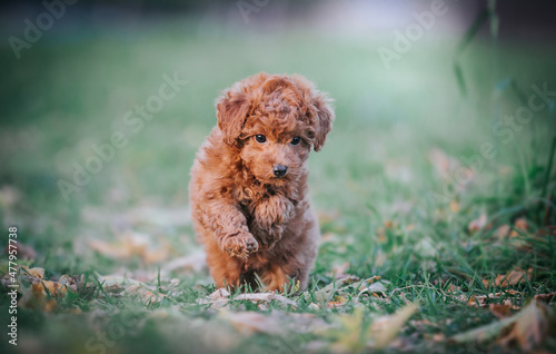 Beautiful red poodle in the colorful autumn. Dog in gold park. Toy poodle puppy